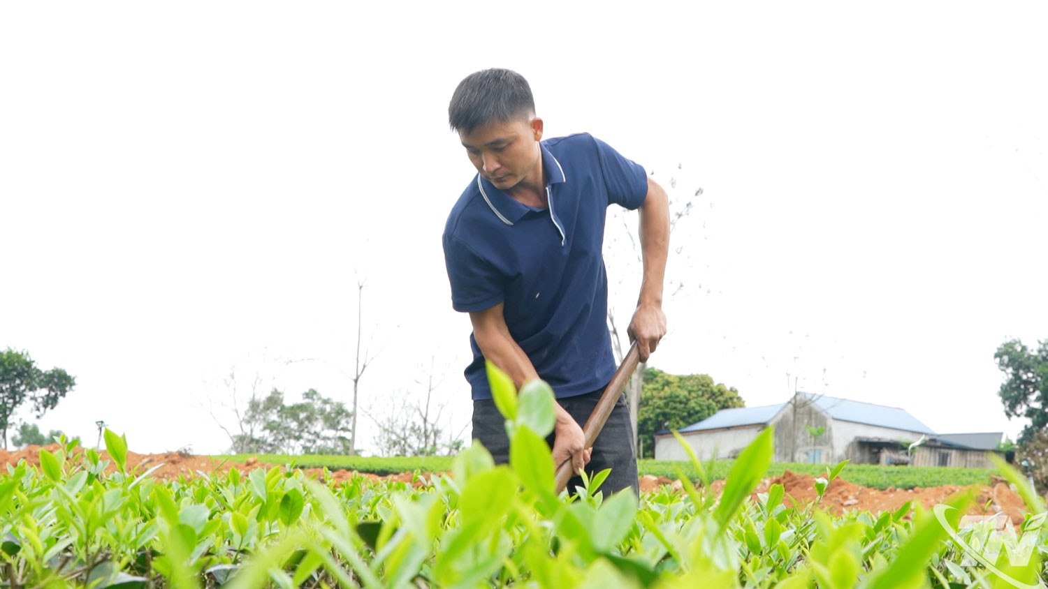 The family of Mr. Ngo Duy Dong, Khuan hamlet, Dai Phuc commune, has partnered with Hao Dat Tea Cooperative to improve the quality of fresh tea leaves.