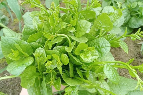 Proprietà rinfrescanti e lassative degli spinaci del Malabar - Foto 1. Giải nhiệt, nhuận tràng với rau mồng tơi- Ảnh 1.