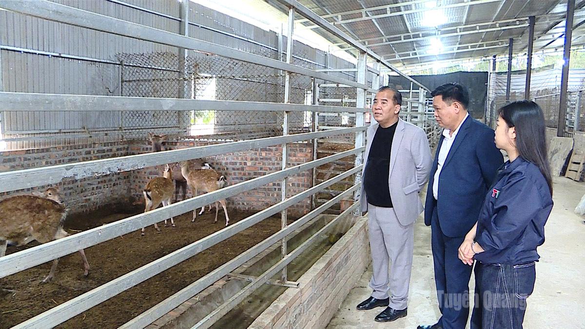 Modelul de creștere a cerbilor, broaștelor și gândacilor de cocotier de către domnul Tran Van Dang, comuna Tan Trao.