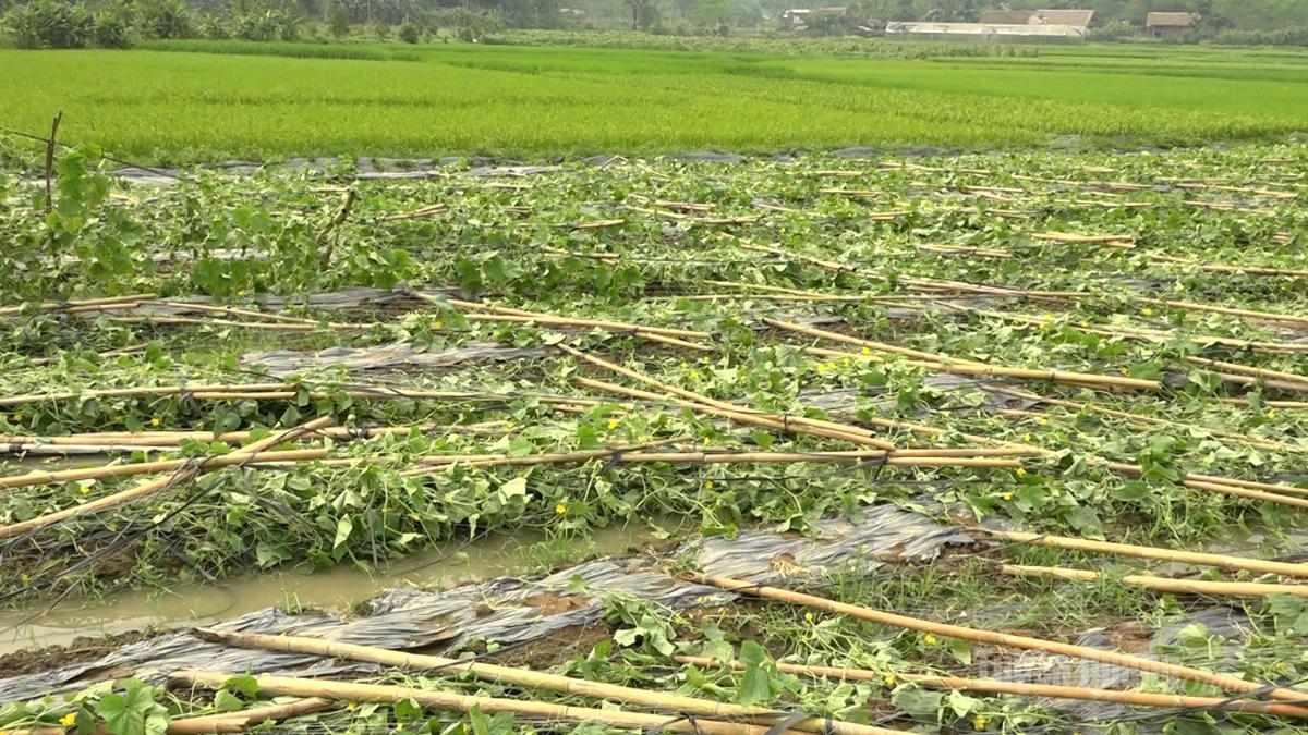 L'orto di cetrioli del villaggio di Be Trieu, che si trovava nella stagione del raccolto, è stato raso al suolo da una tempesta.