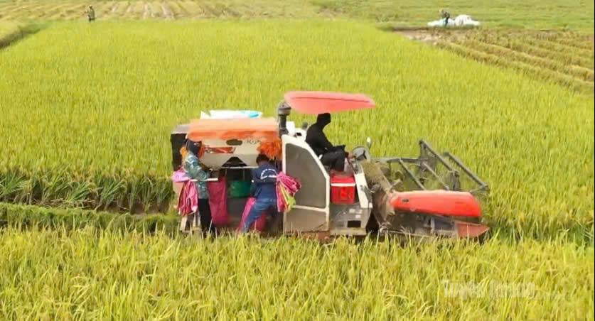 La meccanizzazione nella produzione agricola contribuisce a liberare manodopera per gli agricoltori.