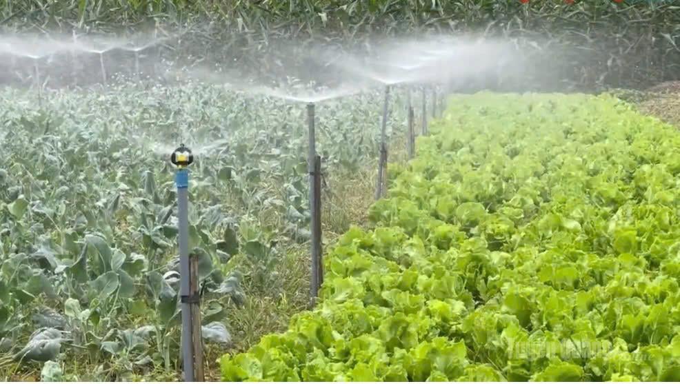 I sistemi di irrigazione automatici contribuiscono ad aumentare la produttività nella produzione agricola.