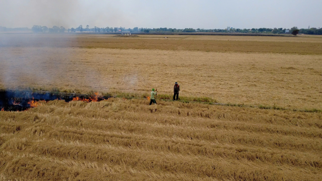 Burning straw causes environmental pollution.