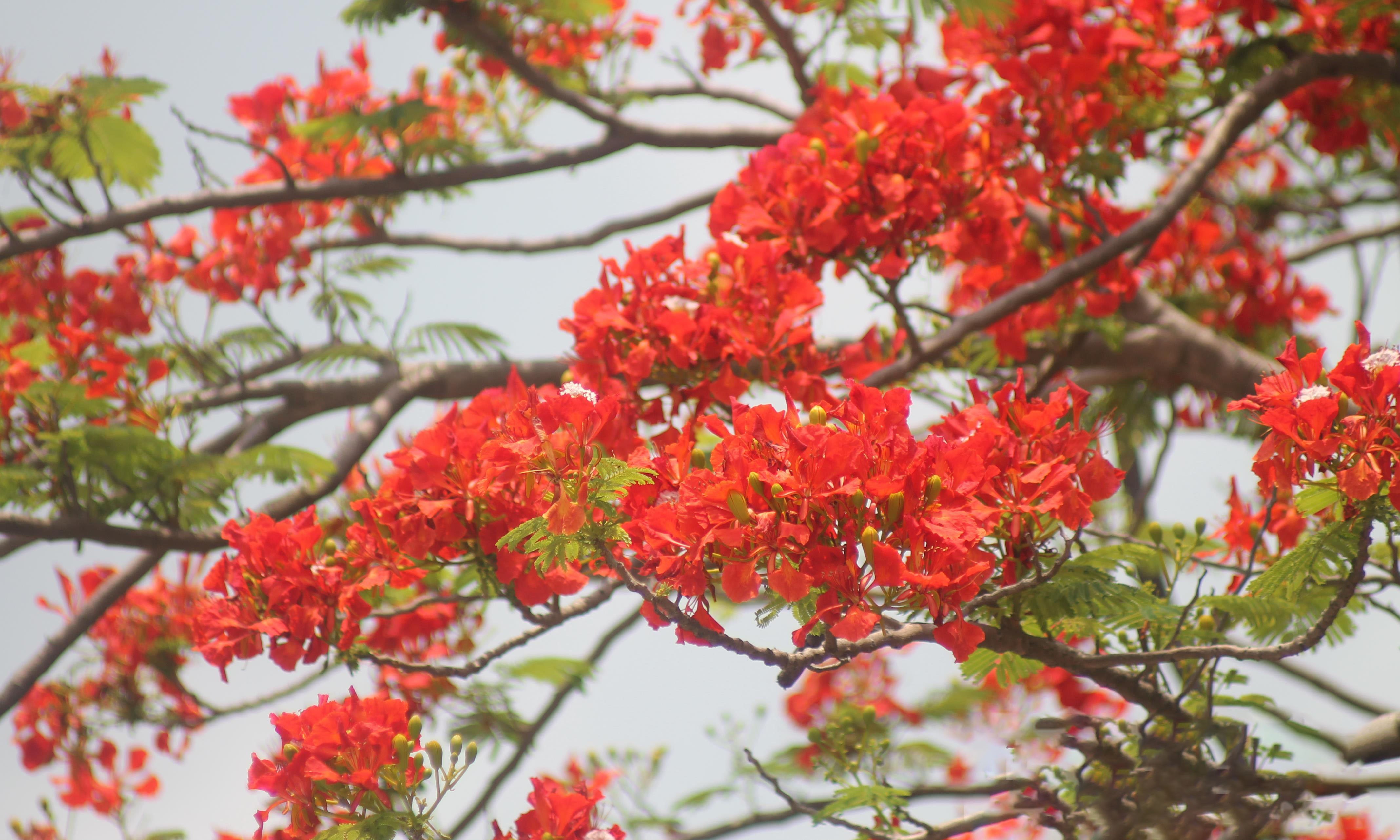 La floraison rouge du flamboyant est un spectacle familier chaque été, associé aux cours d'école, au chant des cigales et aux souvenirs des jours d'école.