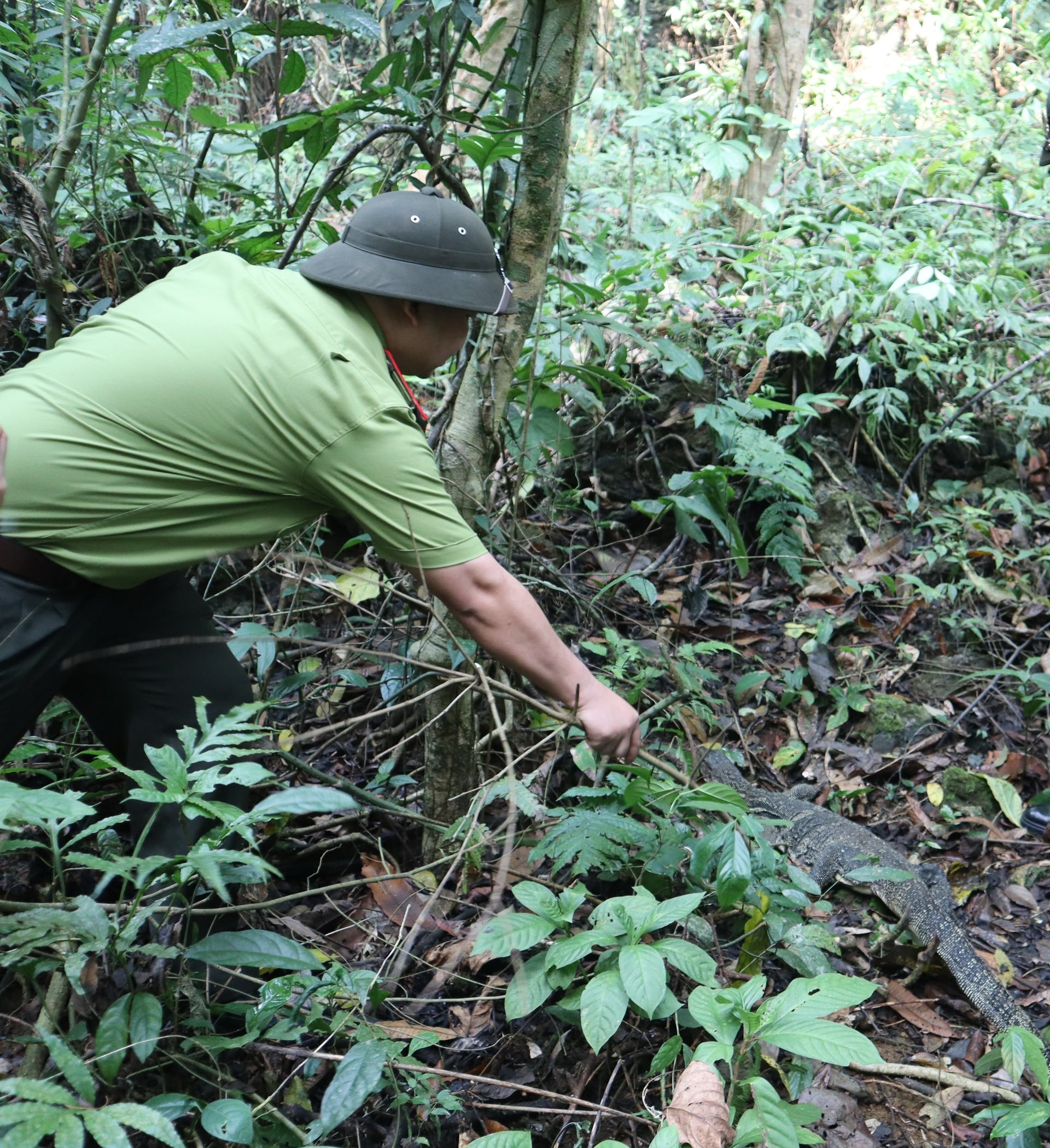 biawak kỳ đà hoa