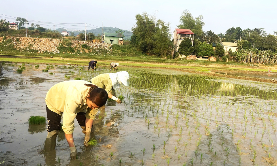 Sản xuất nông nghiệp - chủ động thích ứng biến đổi khí hậu - Báo Cao Bằng điện tử