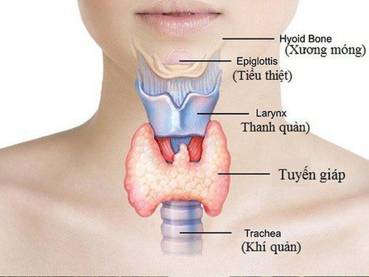 viêm tuyến giáp - Ảnh 1.