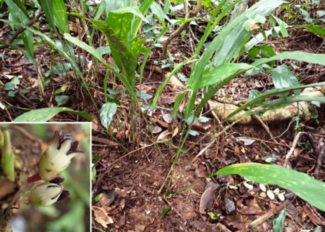 Alho-preto-da-rocha. Foto: Reserva Natural de Dong Chau - Khe Nuoc Trong. Tỏi đá đen. Ảnh: Khu dự trữ thiên nhiên Động Châu - Khe Nước Trong.