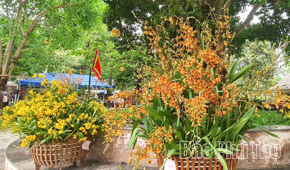 ارکیده‌ها در روز بزرگداشت پادشاه هونگ در سال ۲۰۲۶، در معبد هونگ با رنگ‌های پر جنب و جوش شکوفه می‌دهند.