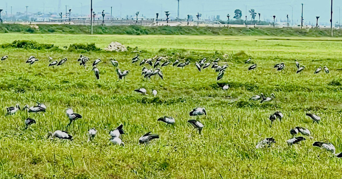 Honderden wilde vogels werden waargenomen in een veld in Ha Tinh.