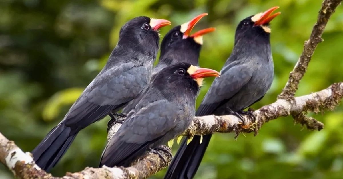 Dieren in het Amazonegebied creëren communicatienetwerken die vergelijkbaar zijn met het 'internet'.