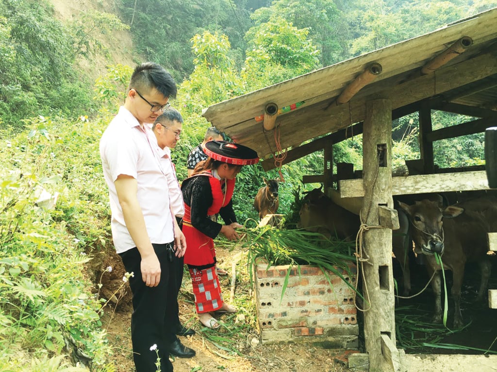 เจ้าหน้าที่จากสาขาจังหวัดเหงียนบิ่ญของธนาคารนโยบายสังคมได้ลงพื้นที่ตรวจสอบการใช้เงินกู้เพื่อการเลี้ยงปศุสัตว์ของประชาชน