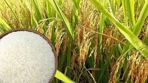بازار برنج در دلتای مکونگ در 28 آوریل ثابت ماند.