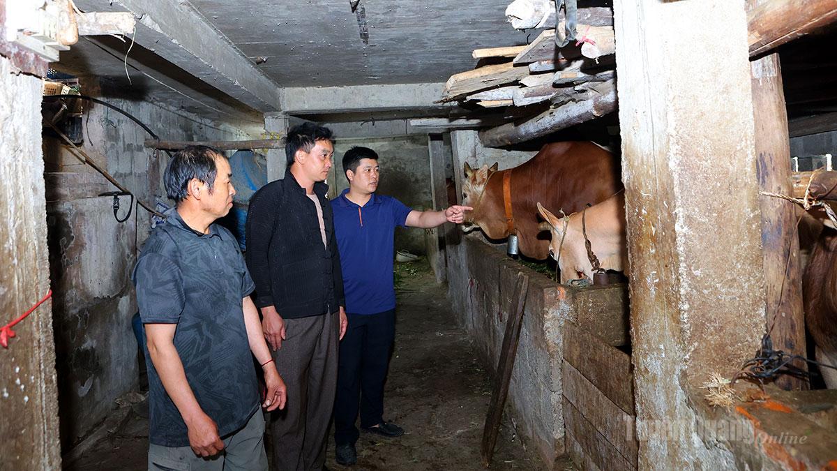 مقامات کمون تانگ مو از یک مزرعه گاوداری مدل در روستای لونگ پونگ آ بازدید و آن را بررسی کردند.