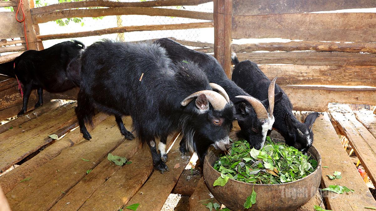بسیاری از خانوارها در تانگ مو، پرورش نژاد بز کوهی بومی را به عنوان الگویی برای کاهش فقر انتخاب کرده‌اند.