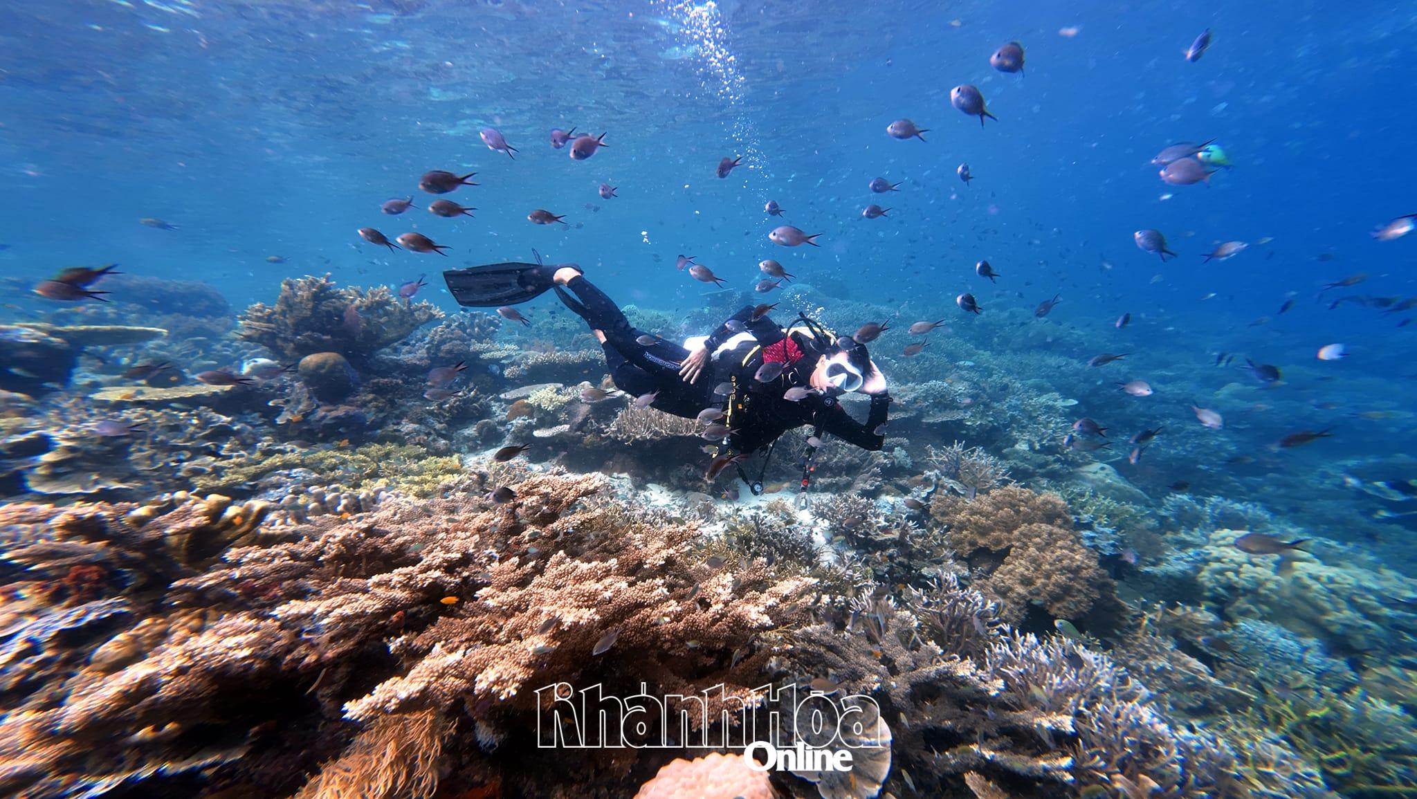 Tauchen in der Bucht von Nha Trang.