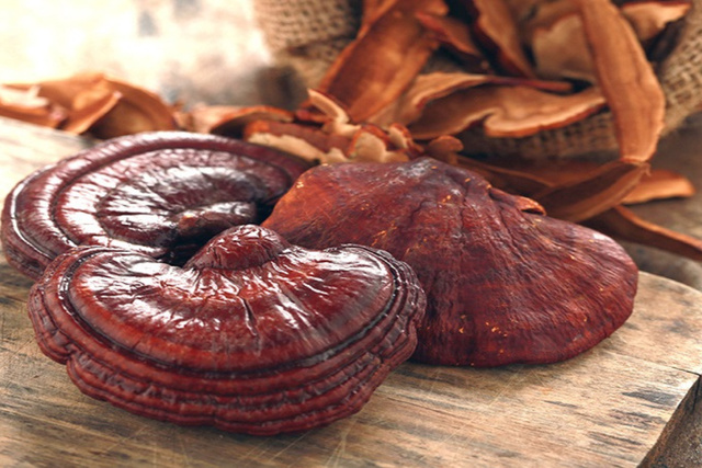 Měli byste v létě pít čaj z houby reishi denně? - Obrázek 1. Mùa hè có nên uống trà nấm linh chi hằng ngày?- Ảnh 1.