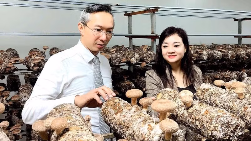 Khách hàng Nhật Bản khảo sát tại một cơ sở ứng dụng công nghệ sinh học trong sản xuất nấm.