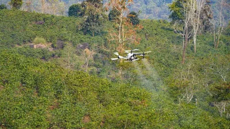 In der Gemeinde Muong Ang in der Provinz Dien Bien werden unbemannte Luftfahrzeuge (UAVs) zum Versprühen von Pestiziden auf Kaffeepflanzen getestet.