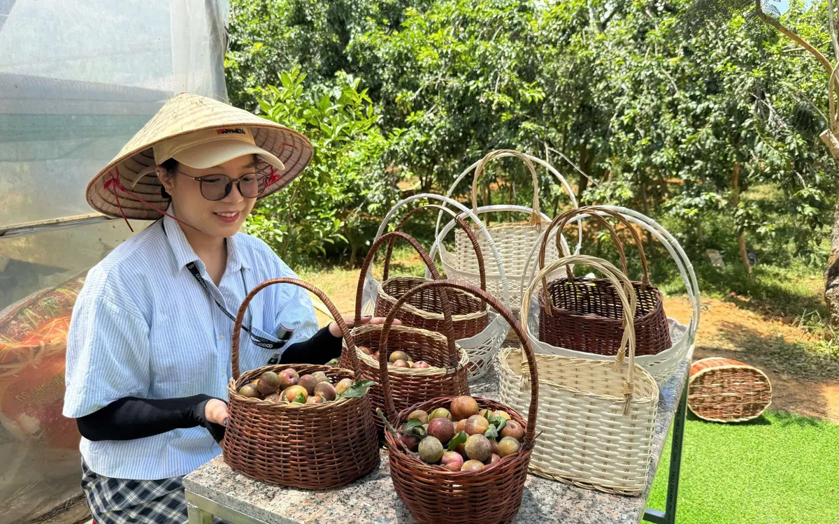 Đến Cầu Đất - Đà Lạt, trải nghiệm vườn mận Tam Hoa.