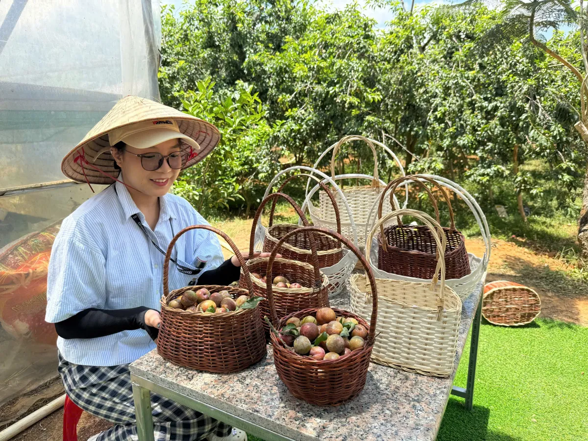 Đến Cầu Đất - Đà Lạt, trải nghiệm vườn mận Tam Hoa- Ảnh 2.