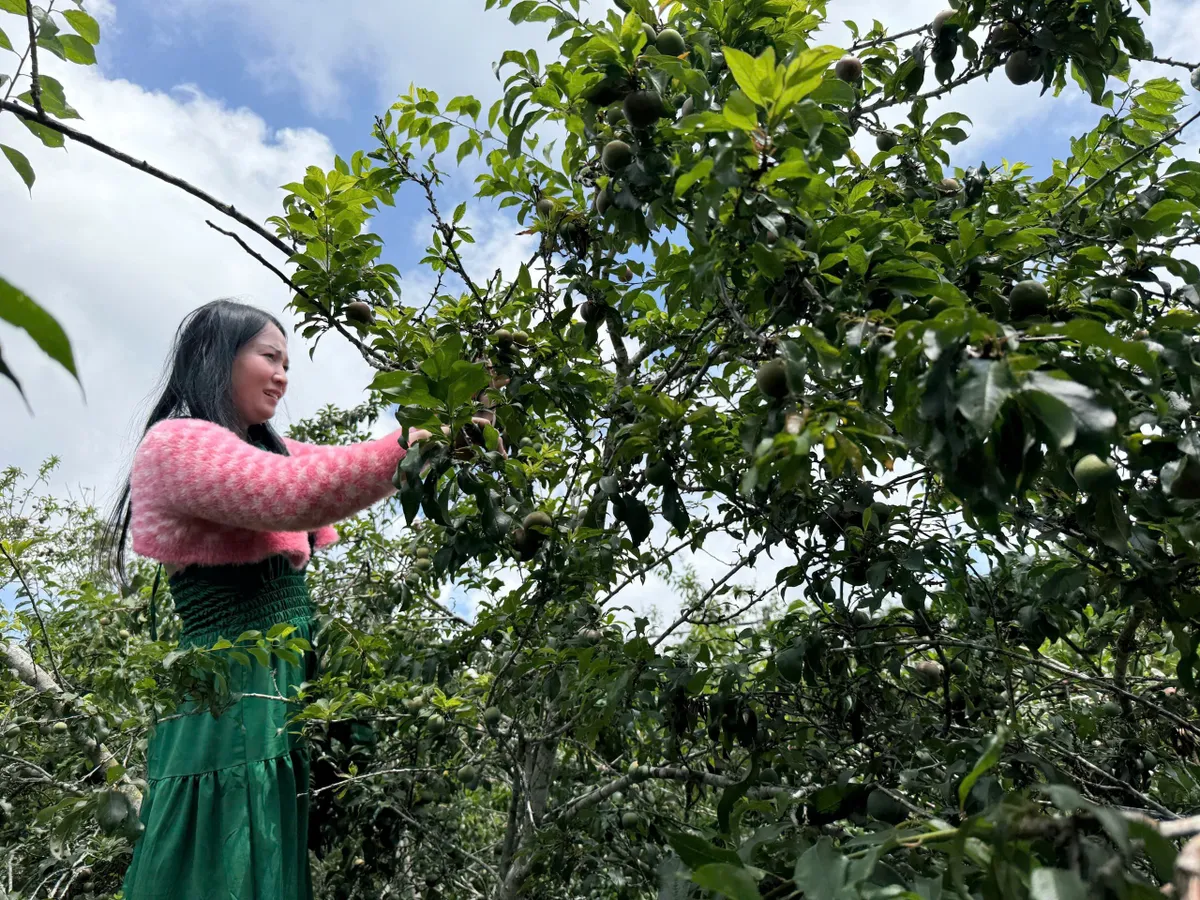 Đến Cầu Đất - Đà Lạt, trải nghiệm vườn mận Tam Hoa- Ảnh 5.