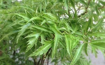 Phát hiện thêm nhiều tiềm năng chữa bệnh của cây đinh lăng