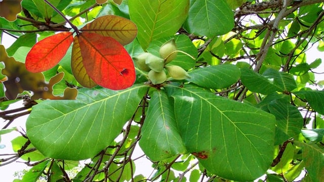 Lá bàng có tác dụng gì?- Ảnh 1.