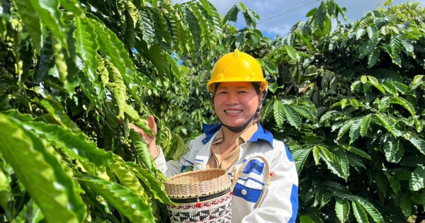 Giá cà phê hôm nay 10/5/2026: Quay đầu giảm nhẹ
