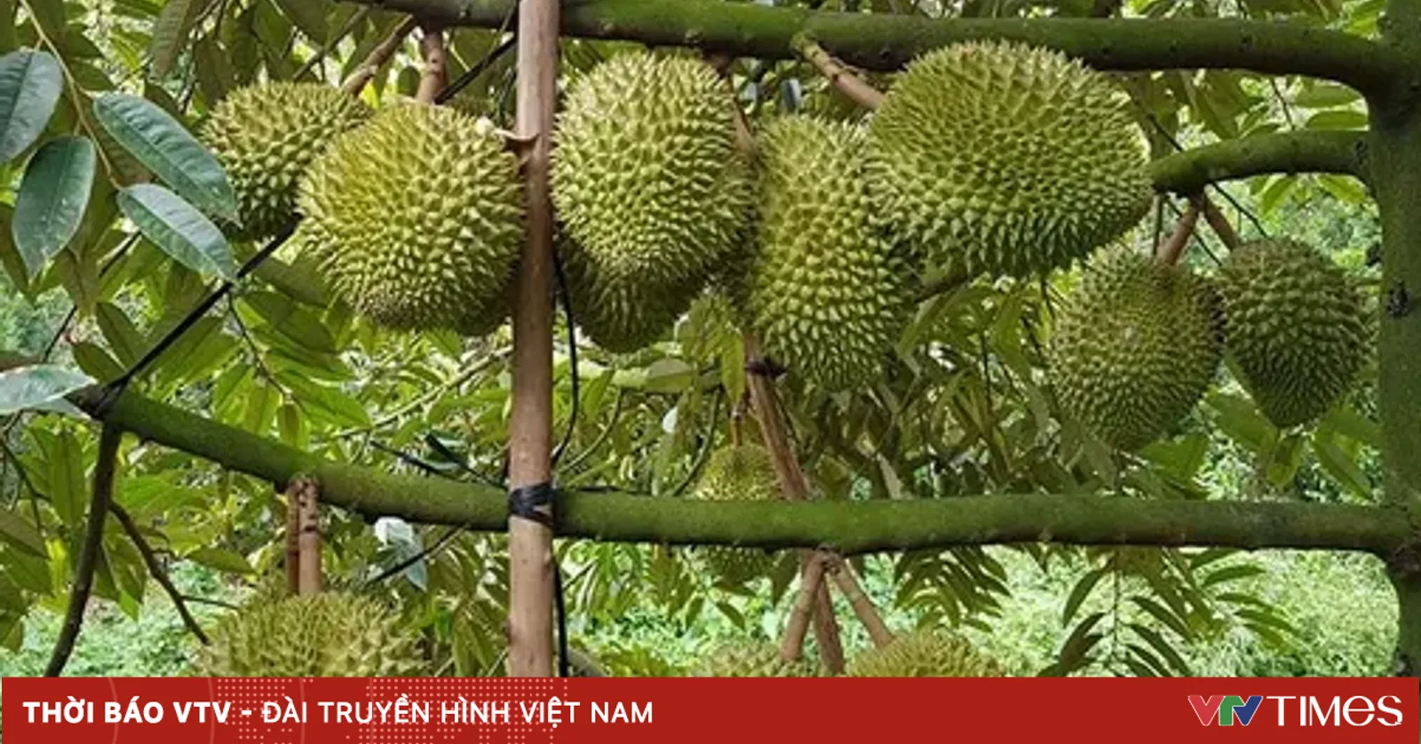 Sầu riêng giảm giá thành nỗi "sầu chung"