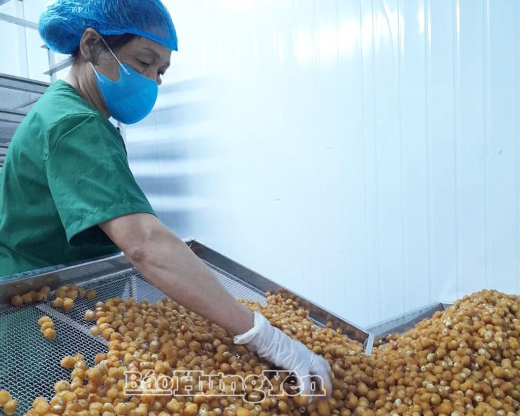  Chế biến long nhãn tại HTX sản xuất, thương mại và dịch vụ nông nghiệp Hồng Nam (xã Tân Hưng).