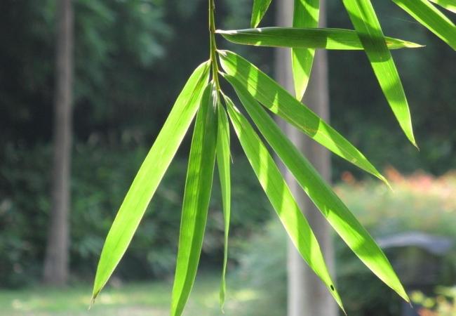 Tác dụng chữa bệnh của lá tre - Ảnh 1.