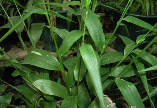 Tác dụng chữa bệnh của lá tre - Ảnh 2.