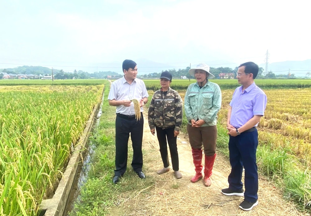Kiểm tra thực tế và đánh giá năng suất lúa vụ xuân năm 2026