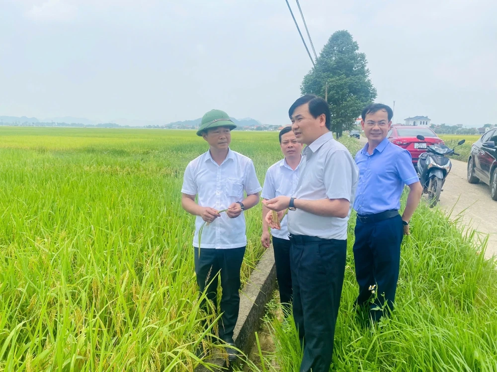 Kiểm tra thực tế và đánh giá năng suất lúa vụ xuân năm 2026