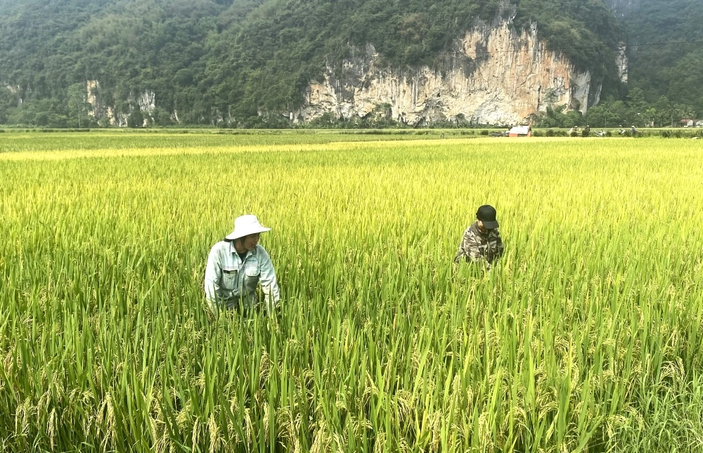Kiểm tra thực tế và đánh giá năng suất lúa vụ xuân năm 2026