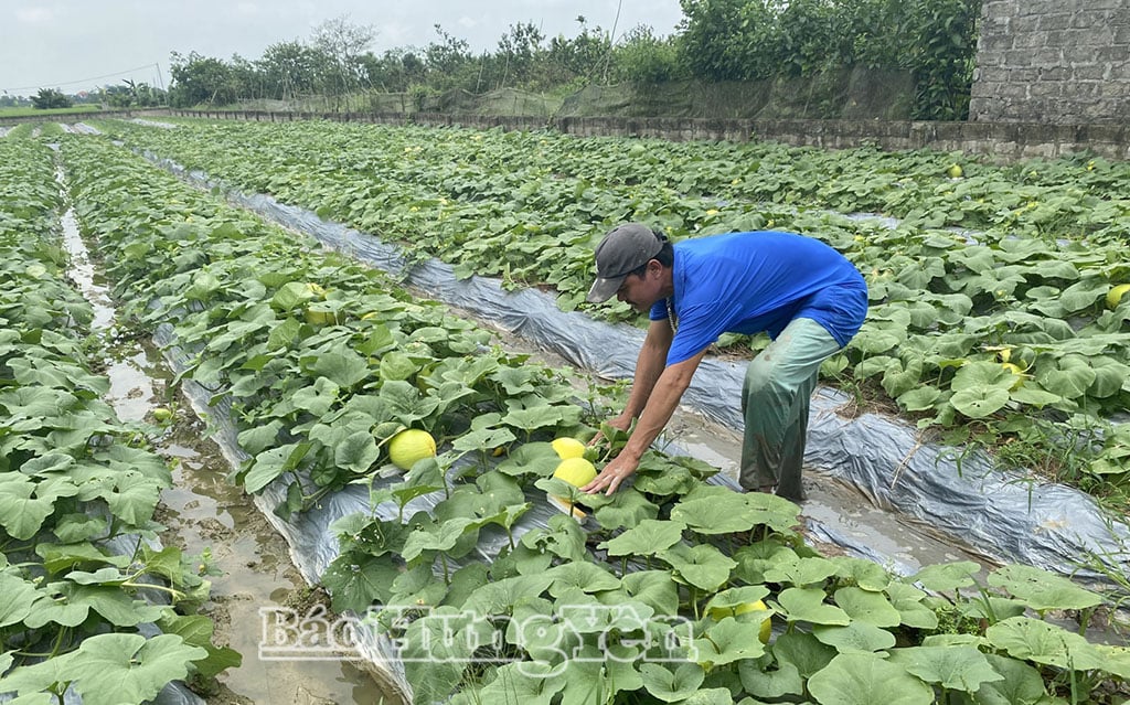 Farmáři ve vesnici Ấp Đòng (komuna Phạm Ngũ Lão) sklízejí žluté melouny.
