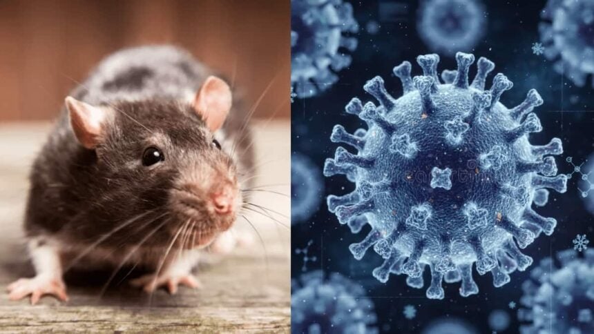 Cảnh báo đường lây truyền của virus Hanta