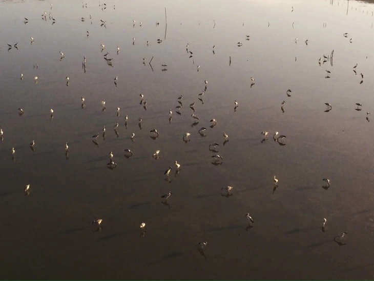 Sếu - Ảnh 3.