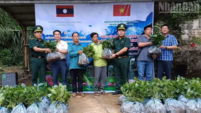 Đồn Biên phòng Chiềng Tương, Ban Chỉ huy Bộ đội Biên phòng tỉnh Sơn La trao tặng cây cà-phê cho các hộ dân.