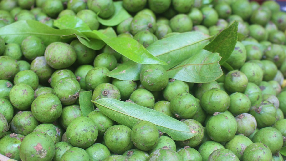 4 ประโยชน์ของผลส้มอ่อน - ภาพที่ 1 4 tác dụng của quả sấu non- Ảnh 1.