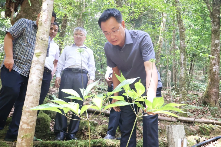 sâm Ngọc Linh - Ảnh 1.