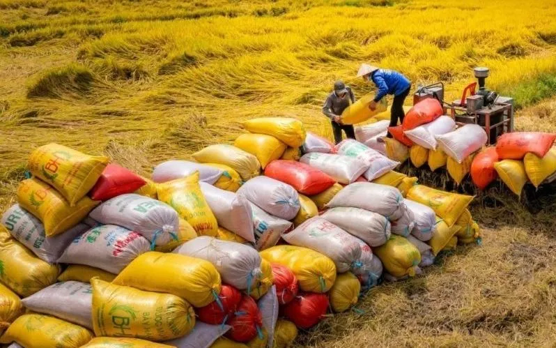 Vietnam vyváží 70 000 tun nízkoemisní zelené rýže. Xuất khẩu 70.000 tấn gạo Việt xanh phát thải thấp