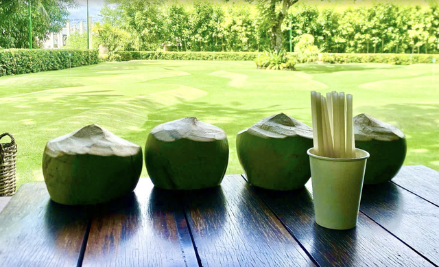 Khu nghỉ dưỡng ở Cam Ranh cho khách hái dừa miễn phí - Ảnh 1.