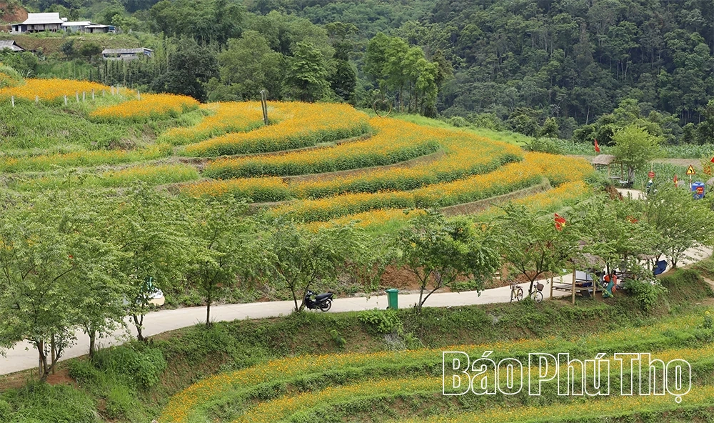 Le village de Mung resplendit grâce à la floraison des jasmins étoilés.