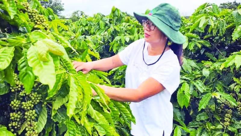 Dank des Einsatzes von Wissenschaft und Technologie in der Produktion erzielt das landwirtschaftliche Modell von Frau Nguyen Thi Thuy Trang Jahr für Jahr konstant hohe Erträge und eine hohe Produktivität.