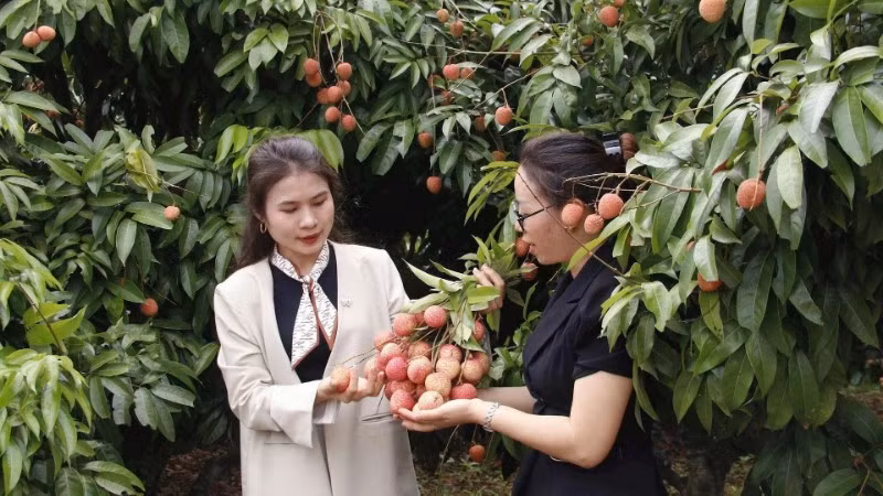 Vải thiều sớm xã Phúc Hòa, bước vào thu hoạch.