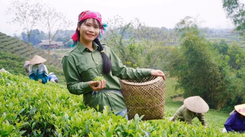 Mme Bui Thi Mai et les membres de la coopérative récoltent du thé propre cultivé selon des méthodes biologiques (Photo de Huong Diu)
