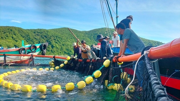 Thu hoạch cá nuôi tại mô hình ở Đầm Bấy, Nha Trang, Khánh Hòa. (Ảnh: Trung tâm Khuyến nông Quốc gia)