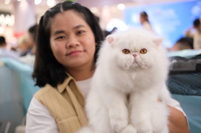 Seekor kucing bernilai ratusan juta VND bertanding dalam pertandingan 'Miss Cat 2026' - Foto 1. Mèo trăm triệu thi 'Hoa hậu mèo 2026'- Ảnh 1.